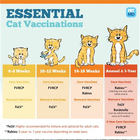 nobivac cat vaccination schedule.